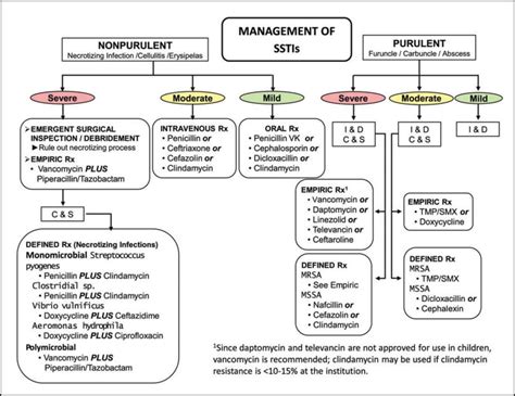 Streptococcus pyogenes Impetigo, Erysipelas, and Cellulitis - Streptococcus pyogenes: Basic ...