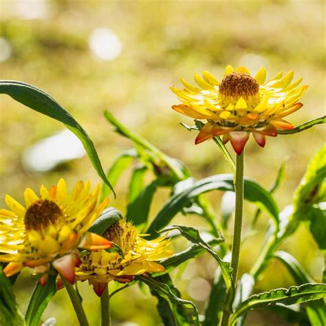 Showy Everlasting Daisy seeds | The Seed Collection