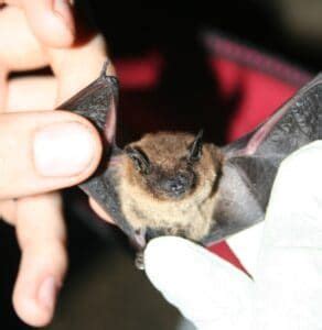 a small bat is being held by someone's hand and it looks like they are ...