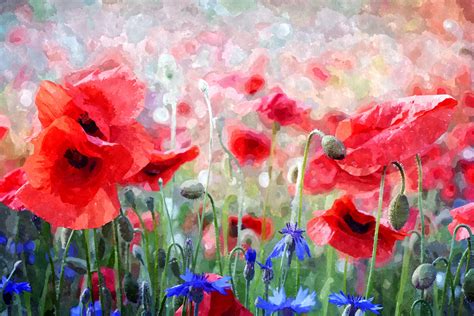 Poppy Flowers Watercolor Painting Free Stock Photo - Public Domain Pictures