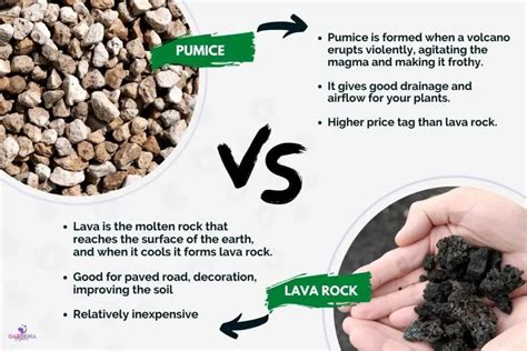 Pumice vs Lava Rock for Plants: Which is Better? - Gardenia Organic