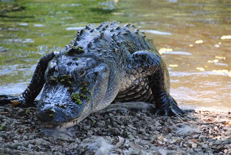 American alligator, New Orleans | Ascension parish, Louisiana, Louisianna