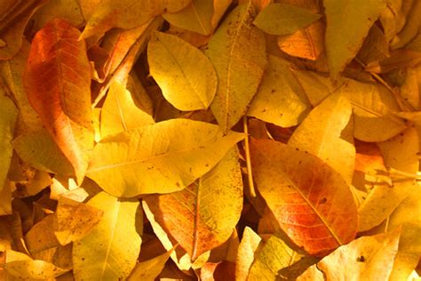 Fall Leaves | Lars Hammar | Flickr