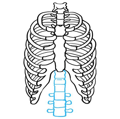 How to Draw a Rib Cage - Really Easy Drawing Tutorial | Rib cage drawing, Easy drawings, Drawing ...