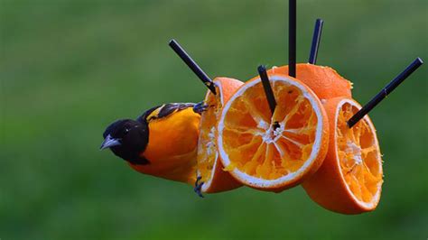 Types of Oriole Bird Feeders - Exmark's Backyard Life