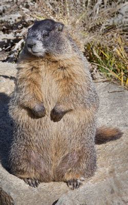 Marmot - Rocky Mountain National Park (U.S. National Park Service)