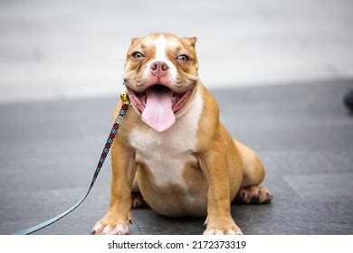 307 Bulldog logos Stock Photos, Images & Photography | Shutterstock