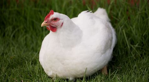 The Cost of Raising Meat Chickens - Homesteaders of America