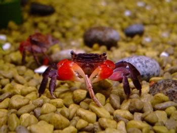 Breeding Red Clawed Mangrove Crabs