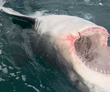 Cape Cod shark researchers share ‘incredible’ video footage from the view of a 3,000-pound great ...