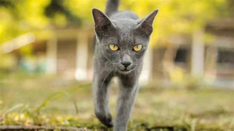 13 Of The Best Outdoor Cat Breeds You Should Know About