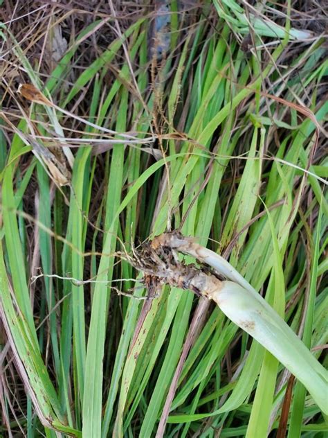 Lemongrass stalks 6 rooted | Etsy