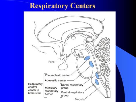 Section 4 Regulation of the Respiration. Respiratory Center