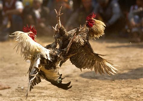 A PICO Y NAVAJA, LA CLÁSICA BATALLA DE GALLOS – Revista Cocktail