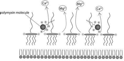 b). The action of polymyxins. The pentacationic polymyxin molecule... | Download Scientific Diagram