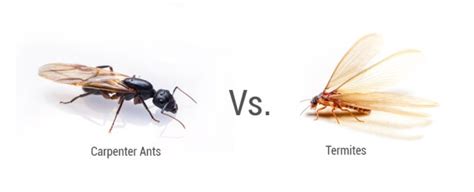 Carpenter Ants Vs Termites - Image to u