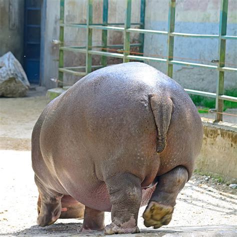 Hippopotamus Behind Tail Rear View Stock Photos, Pictures & Royalty-Free Images - iStock