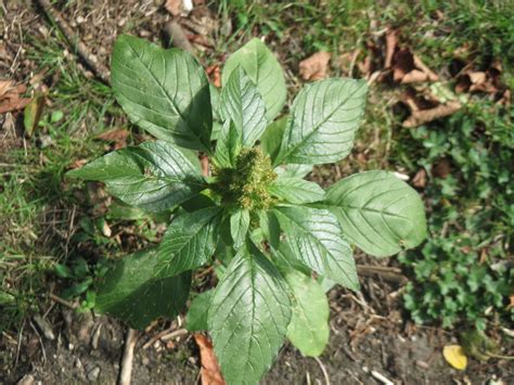 Pigweed Identification