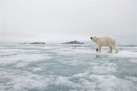 Extra hunting time on the ice can mean an extra seal or two for polar bears. | Polar bear, Polar ...