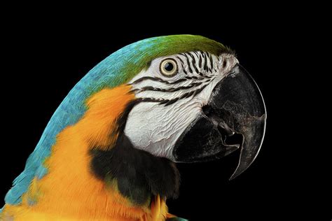 Closeup Portrait Of A Blue And Yellow Macaw Parrot Face Isolated On ...