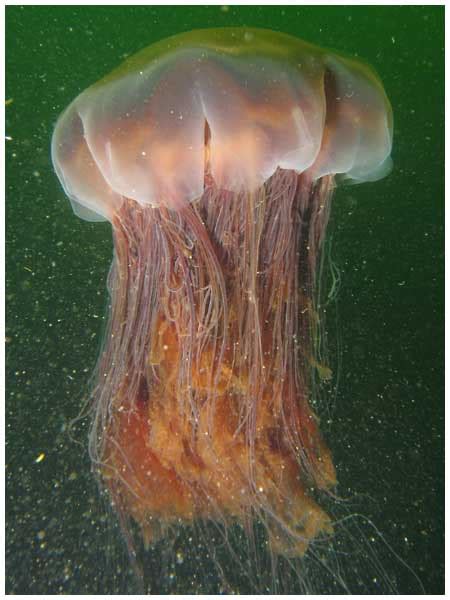 10 Incredible Lion's Mane Jellyfish Facts - Wiki Point