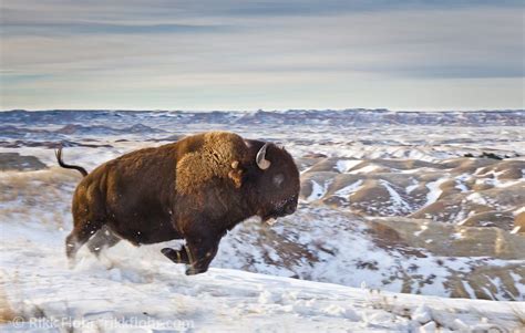 Rikk Flohr's Thunder in the Winter - American Bison Running through the ...