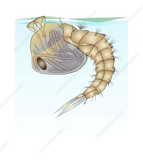 Anopheles mosquito pupa, illustration - Stock Image - C047/1870 ...