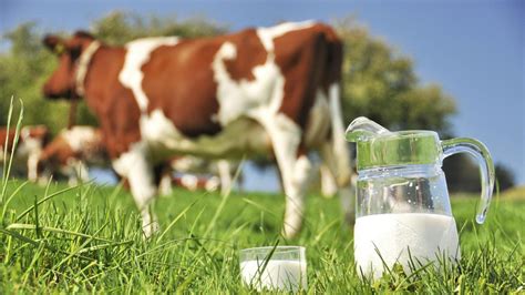 The Benefits of Milk from Grass-Fed Cows