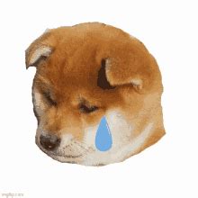 Shiba Inu Hunting Dog Sad Crying Tears GIF | GIFDB.com