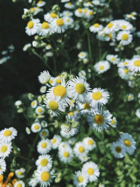 12 Dainty Plants With Daisy-Like Flowers