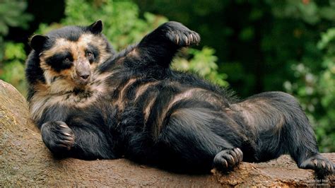 Download Bear Animal Spectacled Bear HD Wallpaper