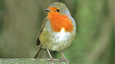 Rouge gorge Familier Oiseaux Chantants : Chant d'oiseaux Rouge gorge ...