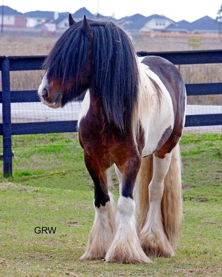 Gypsy MVP | Bandon | Gypsy Vanner Stallion for Sale | Skewbald