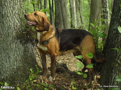 Polish Hound / Ogar Polski #Dogs #hunting | Hound dog, Coonhound, Hound