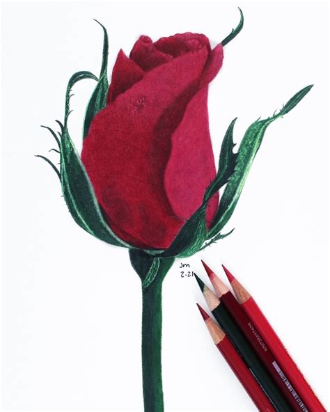 Colored Pencil Drawing Tips // How to Choose the Right Red - Jennifer Morrison Art