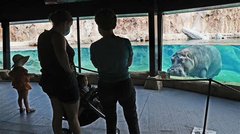 Zoo unveils new hippo habitat featuring large underwater viewing area