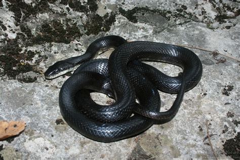 Eastern Ratsnake – Pantherophis alleghaniensis | Rat snake, Black rat, Snake