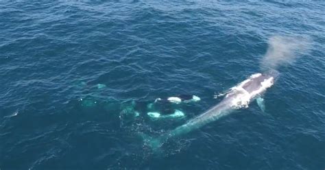 Killer whales chase down blue whale in rare drone footage - CBS News