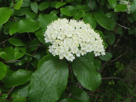 Viburnum prunifolium (Blackhaw, Black Haw, Blackhaw Viburnum, Nannyberry, Plum Leaf Viburnum ...