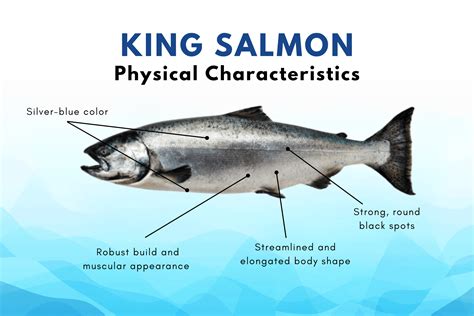 What is King Salmon? – Alaskan Salmon Company