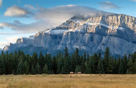 Wallpaper : trees, landscape, mountains, sunset, nature, clouds, Canada, national park, elk ...