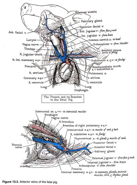 Pig Anatomy Labeled