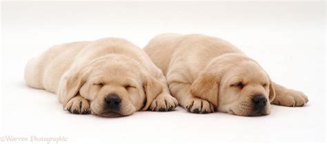 Dogs: Sleeping Labrador puppies photo WP11166