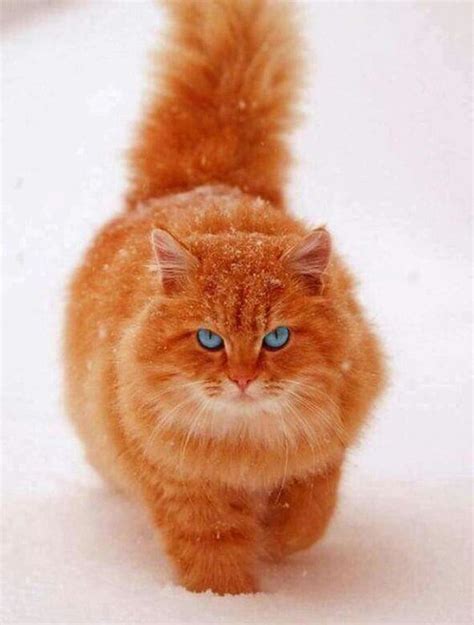 Fluffy Ginger Cat Breeds - Dogs And Cats Wallpaper