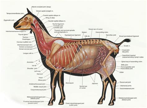 Archer's Acres: Search results for Goat anatomy | Goat things | Pinterest | Acre, Goats and Anatomy