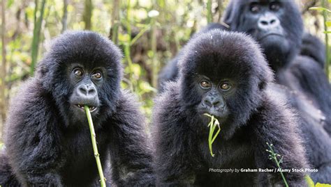 Protecting Rwanda’s mountain gorillas | African Wildlife Foundation