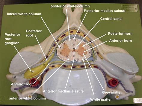 Labeled Spinal Cord Anatomy Diagram - Diagram Media