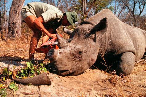 Se ha perdido 60 por ciento de animales vertebrados | NTR Guadalajara