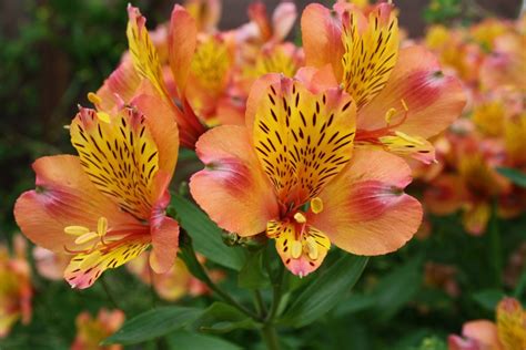 Everything you need to know about the alstroemeria – Cade Street Nursery