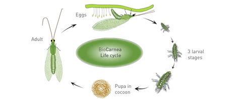 carnea life cycle - BioBee USA